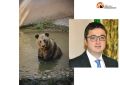 Trentino. Orso MJ5, firmato il decreto di abbattimento, per aggressione in Val di Rabbi.
