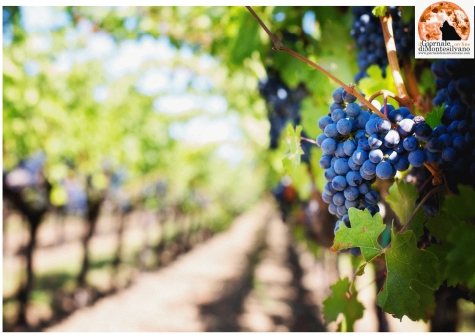 Abruzzo/vino. Resa massima per ettaro, "normativa va rivista"