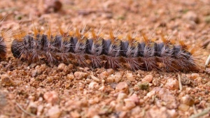 Processionaria del pino