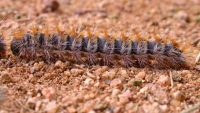 Processionaria del pino