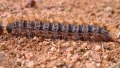 Processionaria del pino