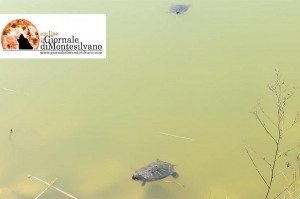 Montesilvano, tartarughe del Parco della Libertà rischiano 'condanna' a morte.