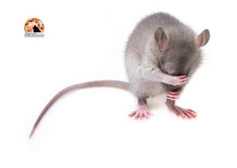 Montesilvano. Disinfestazione e Derattizzazione. Nuovi interventi al via