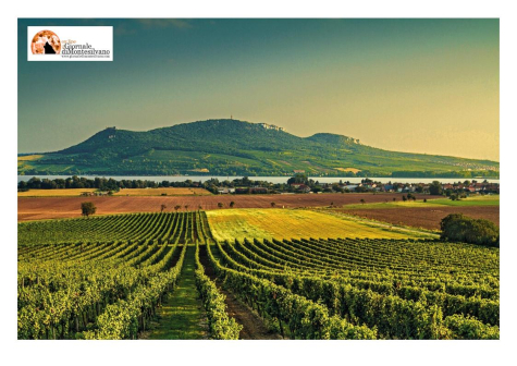 Sequestro di 2,5 milioni di litri di vino falsamente certificati DOP e IGP