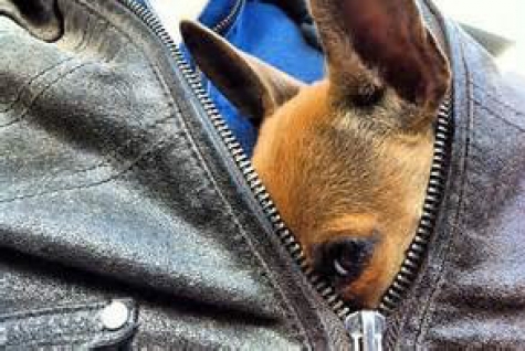"Dognapping"  in Italia: aumentano i rapimenti di cani. Bersaglio preferito gli animali di razza.
