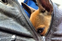 "Dognapping"  in Italia: aumentano i rapimenti di cani. Bersaglio preferito gli animali di razza.