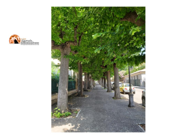 Giulianova, Conalpa chiede gestione verde in cui l'albero sia al centro dell'attenzione