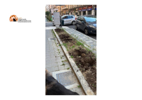 Pescara, rubate le piante di bambù in via Chieti