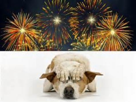 Montesilvano. FischiaBotti nonostante ordinanza disorientano cani. Volontari al lavoro.