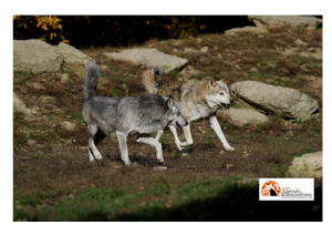 Strage di lupi, “Chi avvelena il Parco avvelena anche noi”, la rabbia degli allevatori di Confagricoltura