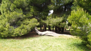 Il Pino coricato del Parco dell'ex-caserma Cocco albero identitario di Pescara.