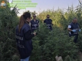 Molise. 3.900 piante di Marjiuana pronte per la raccolta delle infiorescenze
