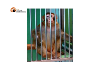 foto dal  fb Animal Liberation