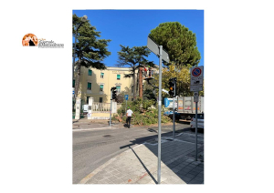 Pescara abbattuto un Pino nel cortile dell'ospedaletto, oggi Arta.