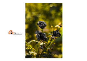 Condanna di 24 anni: uccise a coltellate la ex fidanzata.