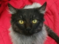Montesilvano, Shot alla festa dei gatti