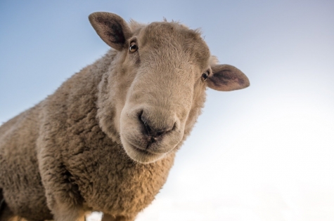 Agricoltori mostrano teca degli orrori: strane specie arrivate con il surriscaldamento