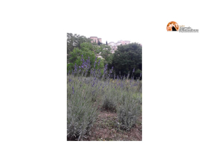 Loreto Aprutino, incontro per conoscere le piante aromatiche e officinali