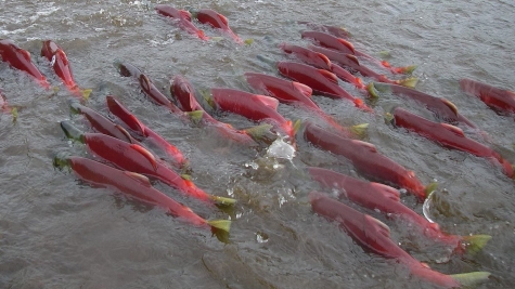 Logica del Branco o natura del salmone? I vigliacchi attaccano in gruppo