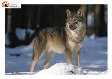Piano lupi, si ritorna a parlare di cattura, caccia e abbattimento. L'ira delle associazioni animaliste.