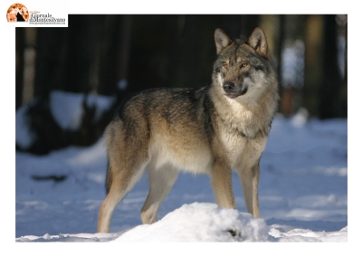 Piano lupi, si ritorna a parlare di cattura, caccia e abbattimento. L'ira delle associazioni animaliste.