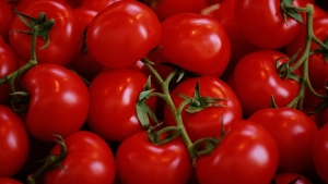 Allarme Coldiretti, +680% import pomodoro da Cina