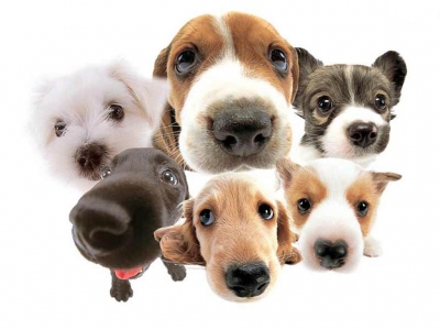 Cepagatti/Randagismo, "regolarizzata la posizione di oltre 70 cani"