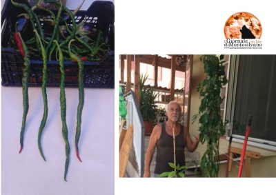 Peperoncini da Guinness dei primati a Montesilvano