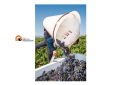 Vendemmia 2024. Qualità ma nuovo calo di produzione