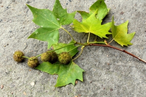 foto meramente indicativa di repertorio.