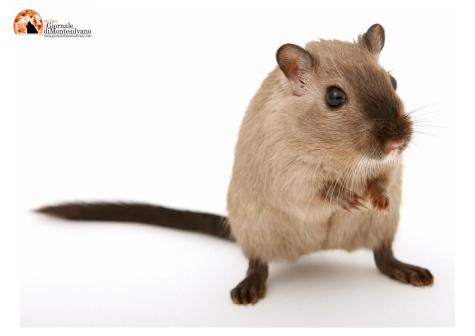 New York City ha nominato il suo primo "zar dei topi"