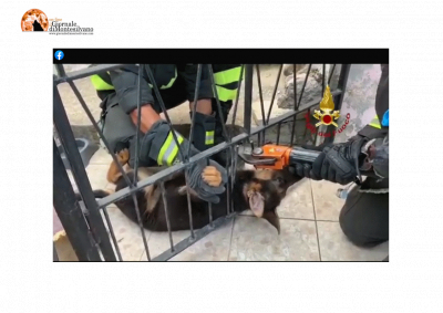 tratto dal video