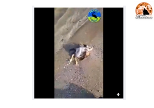 Montesilvano. Galline decapitate, "Un macabro ritrovamento" sulla spiaggia.