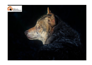 No al declassamento Lupo! Previsto in Consiglio Europeo il 5 giugno 2025.