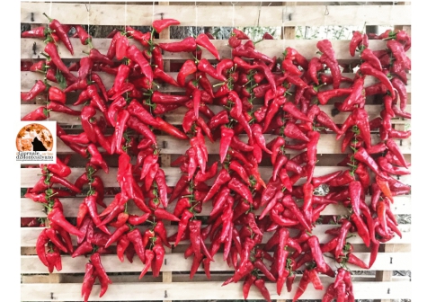 Festival del peperone dolce di Altino. "Ripartiamo dal meglio"