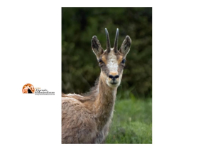 Abruzzo/Camoscio appenninico. Pnalm, accesso a “numero chiuso controllato” di alcuni sentieri