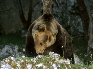 L'orso marsicano