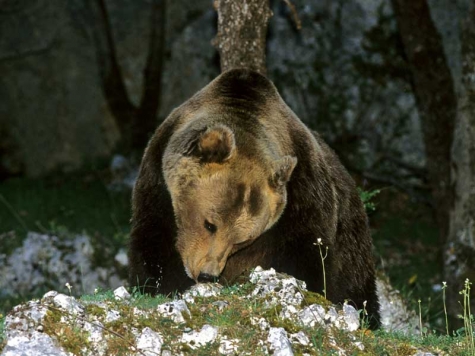 L'orso marsicano