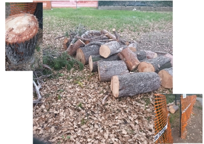 oltre 200 alberi tagliati in due anni