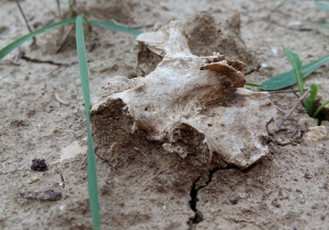 un osso umano ritrovato dissotterrato nel cimitero 