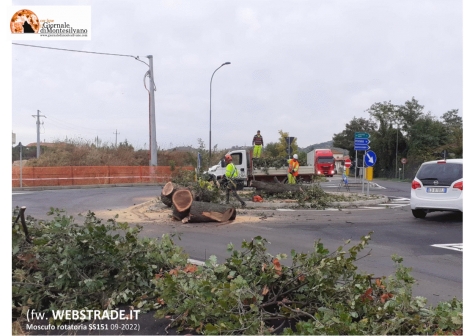 Abbattuta la quercia centenaria di Moscufo.  "I tecnici i cittadini chiederanno conto di questi abusi"