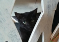 Montesilvano. Il gatto più nero 2018  è Tamari e cerca casa