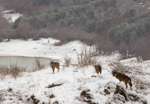 Abruzzo/Piano di gestione del lupo,: “No ad interventi spot”