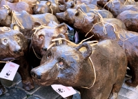 Montecitorio. Flash mob per salvare l'Orso Marsicano.