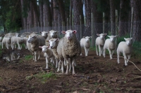 Transumanza patrimonio dell'Umanità. Abruzzo coinvolgimento diretto